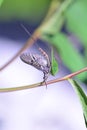 One Mayfly Ephemeroptera at a plant in green nature