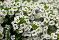 Tall White Sweet Alyssum flower meadow