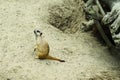 One meerkat on the background of sand Royalty Free Stock Photo