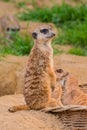 One meerkat or suricat standing on sand Royalty Free Stock Photo