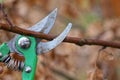 one metal gray green pruner cuts a brown branch on a bush