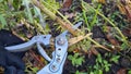 One metal pruner cuts branch on a bush in autumn garden