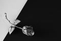 One metal rose lays on a black and white background.