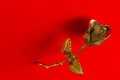 One Metal rose on a red background for holiday greetings Royalty Free Stock Photo