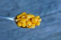 One metal spoon full of yellow canned corn Royalty Free Stock Photo