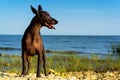 One Mexican Hairless Dog Xoloitzcuintle, Xolo stands on a sandy beach against the blue sky sticking out his tongue Royalty Free Stock Photo