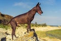 One Mexican hairless dog xoloitzcuintle, Xolo stands at sunset on a large rock on the shore against a blue sky