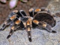 Mexican redknee tarantula, Brachypelma smithi, is a large hairy spider
