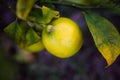 One Meyer lemon with leaves on a tree Royalty Free Stock Photo