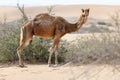 One middle eastern camel in the desert Royalty Free Stock Photo