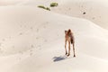 One middle eastern camel in the desert Royalty Free Stock Photo