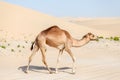 One middle eastern camel in the desert Royalty Free Stock Photo