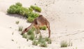 One middle eastern camel eating grass in the desert Royalty Free Stock Photo