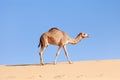 One middle eastern camel walking in the desert Royalty Free Stock Photo