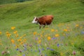 One milker cow at alpine swiss meadow, blurry flowers in the front