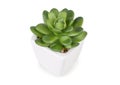 One mini succulent plant in a white flowerpot isolated on a white background Royalty Free Stock Photo