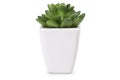 One mini succulent plant in a white flowerpot isolated on a white background Royalty Free Stock Photo