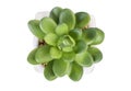 One mini succulent plant in a white flowerpot isolated on a white background Royalty Free Stock Photo