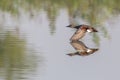 One mirrored gadwall duck anas strepera flying over water surface Royalty Free Stock Photo