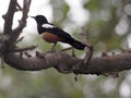 Mocking cliff chat, Thamnolaea cinnamomeiventris, sitting on a thick branch in a tree, Ethiopia