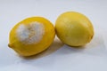 One moldy lemon next to normal lemon