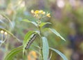 One Monarch Butterfly Caterpillar on bottom side of Milkweed leaf Royalty Free Stock Photo