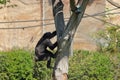 One monkey climbing on branches outside in zoo in leipzig in germany.