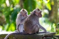 One monkey helps to get rid of fleas to another Royalty Free Stock Photo