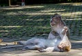 One monkey helps to get rid of fleas to another