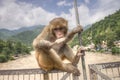 One monkey sits on the bridge and eats ice-cream