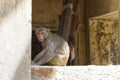 One monkey sitting in the court yard alone looking at the camera Royalty Free Stock Photo