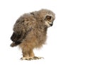 One month, Bubo bubo - Eurasian Eagle-Owl chick looking down, isolated on white Royalty Free Stock Photo