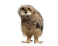 One month Eurasian Eagle-Owl chick, Bubo bubo, looking at the camera, isolated on white Royalty Free Stock Photo