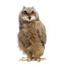 One month Eurasian Eagle-Owl chick, Bubo bubo, looking at the camera, isolated on white Royalty Free Stock Photo