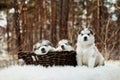One month old alaskan malamute puppies Royalty Free Stock Photo