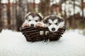 One month old alaskan malamute puppies Royalty Free Stock Photo