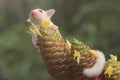 A one month old albino sugar glider baby on a wild flower.