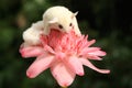 A one month old albino sugar glider baby on a wild flower.