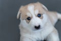One month old beige husky puppy with multicolored blue eyes lie on gray background, close up