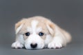 One month old beige husky puppy with multicolored blue eyes lie on gray background