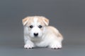 One month old beige husky puppy with multicolored blue eyes lie on gray background