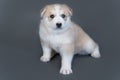 One month old beige husky puppy with multicolored blue eyes sits on gray background