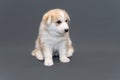 One month old beige husky puppy with multicolored blue eyes sits on gray background