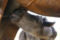 Brown foal sucks mother`s milk. Animals, nature, horses