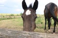 Brown foal with a white star on the forehead looks at you, Animals, nature, horses