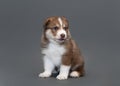 One month old brown husky puppy with multi-colored blue eyes sits on gray background