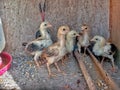 one month old free-range chicks in a cage Royalty Free Stock Photo