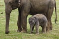 Baby elephant with his mother Royalty Free Stock Photo