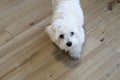 A 4 month old Maltese Puppy walks on the floor