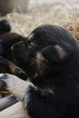 One month old mongrel puppy lies in hay portrait close up in profile. Northern sledding mixed breed. Concept of pet